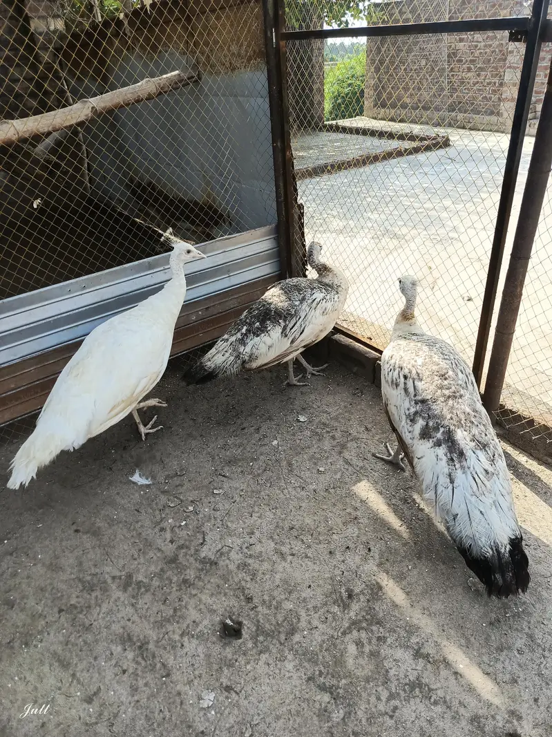 One pair paper white pair 1 black shoulder male two females — photo 3
