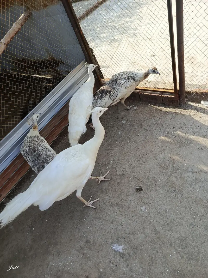 One pair paper white pair 1 black shoulder male two females — photo 4