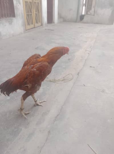Mia wali hens this is the last peace