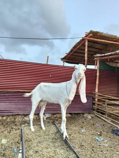 Gulabi bakri
