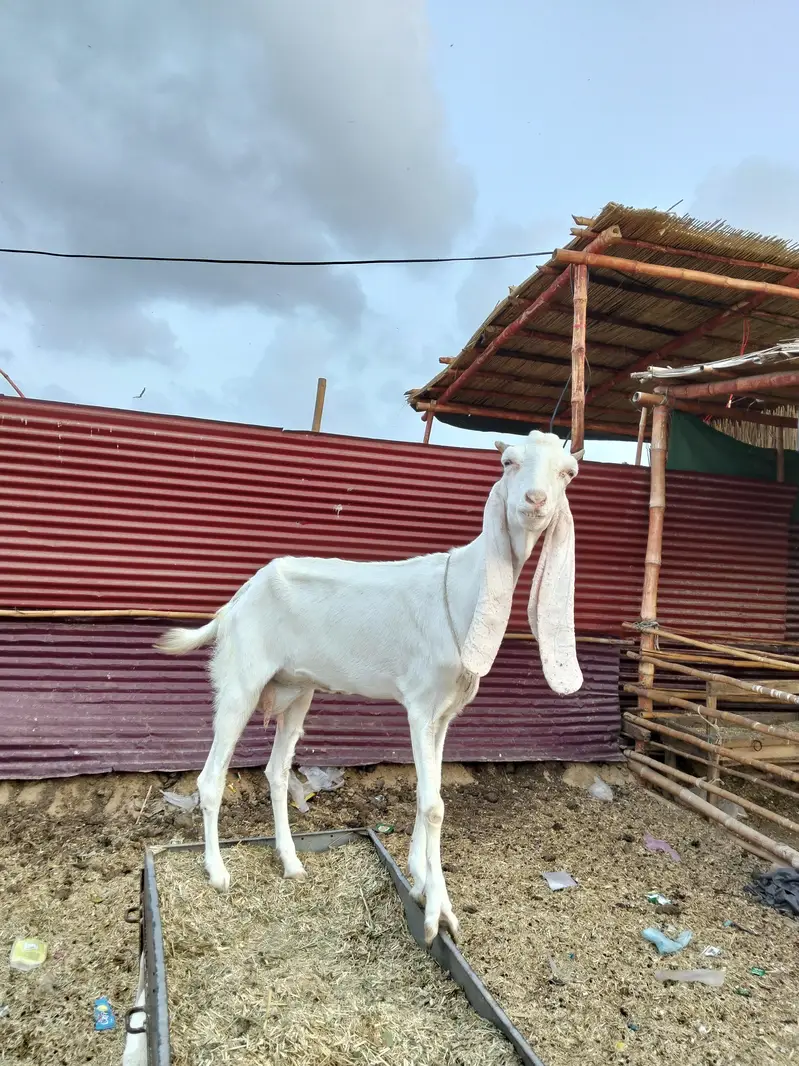 Gulabi bakri