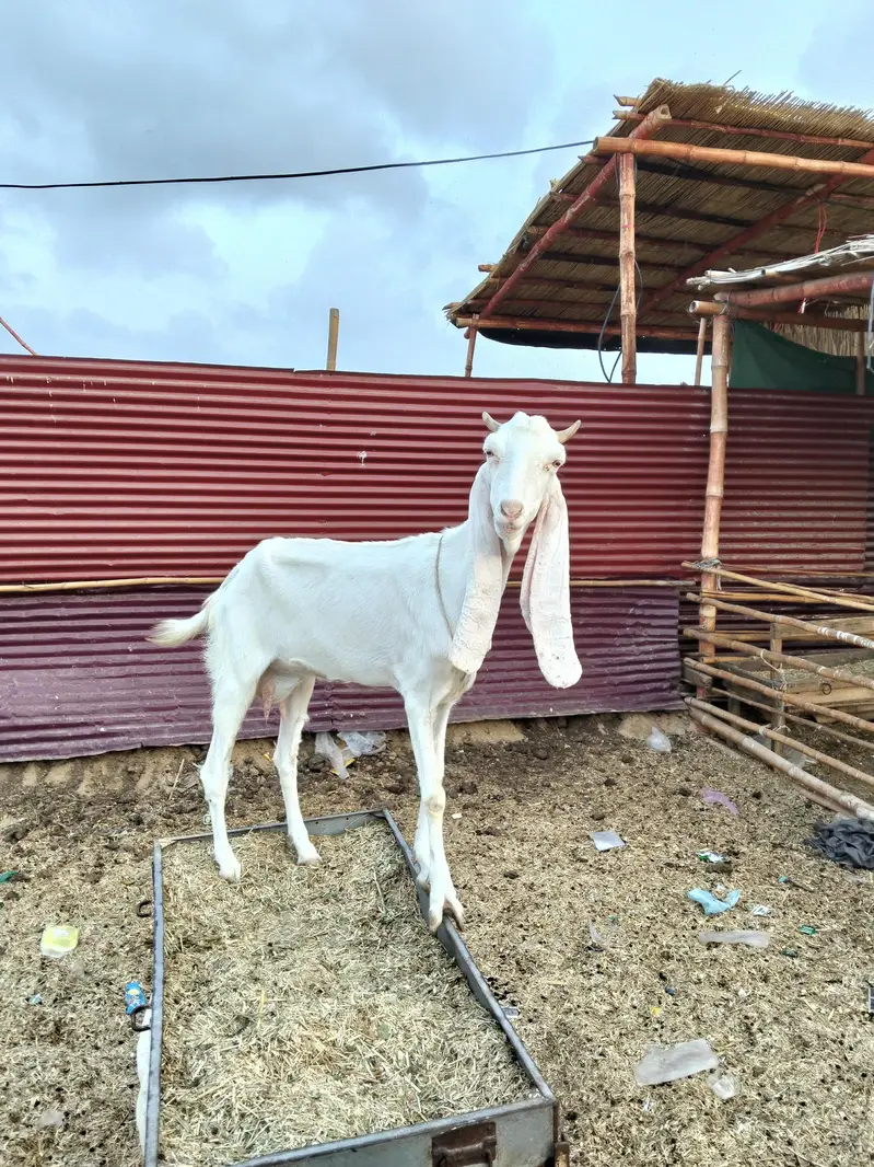 Gulabi bakri — photo 2