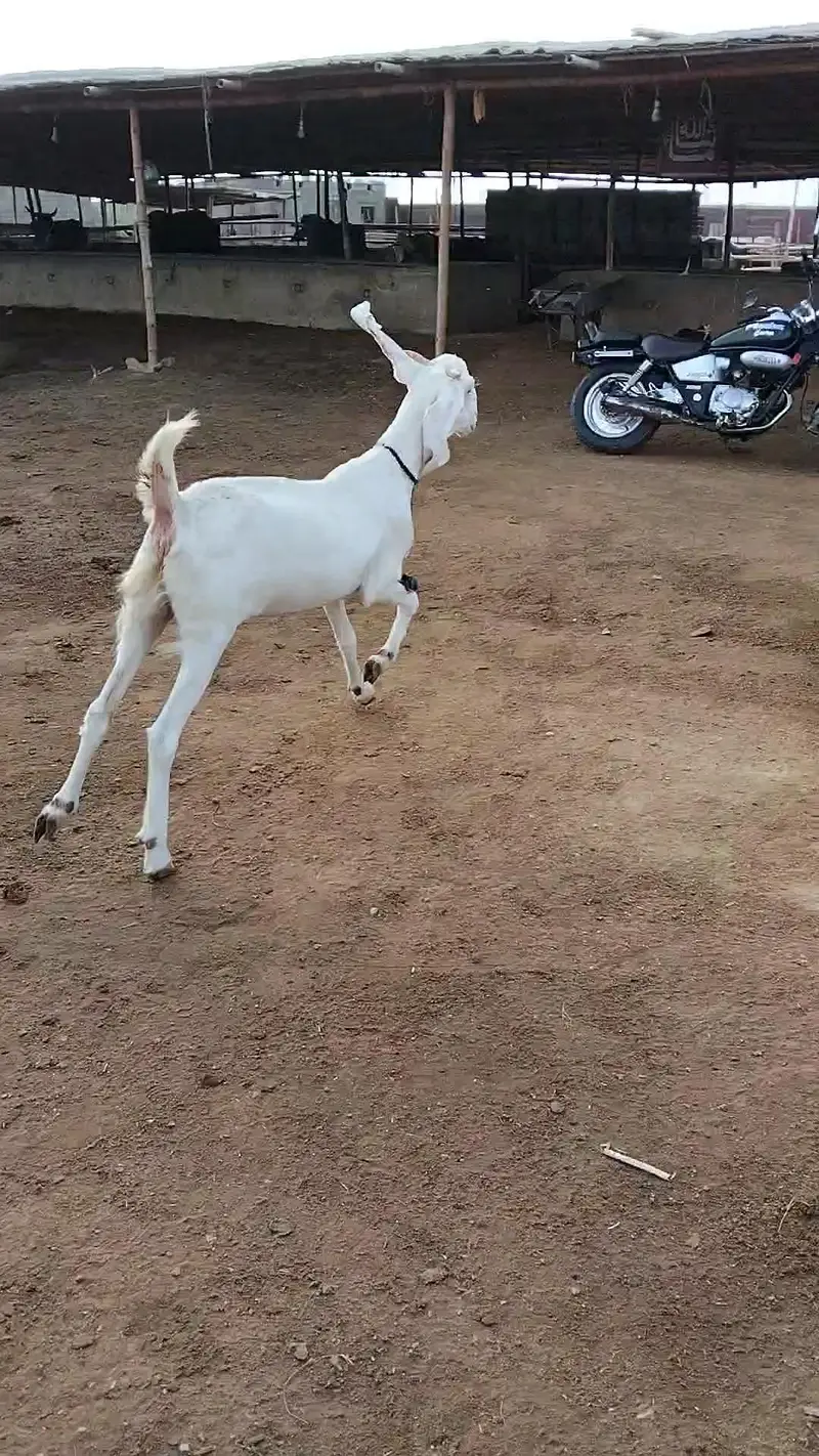 Gulabi bakri — photo 4
