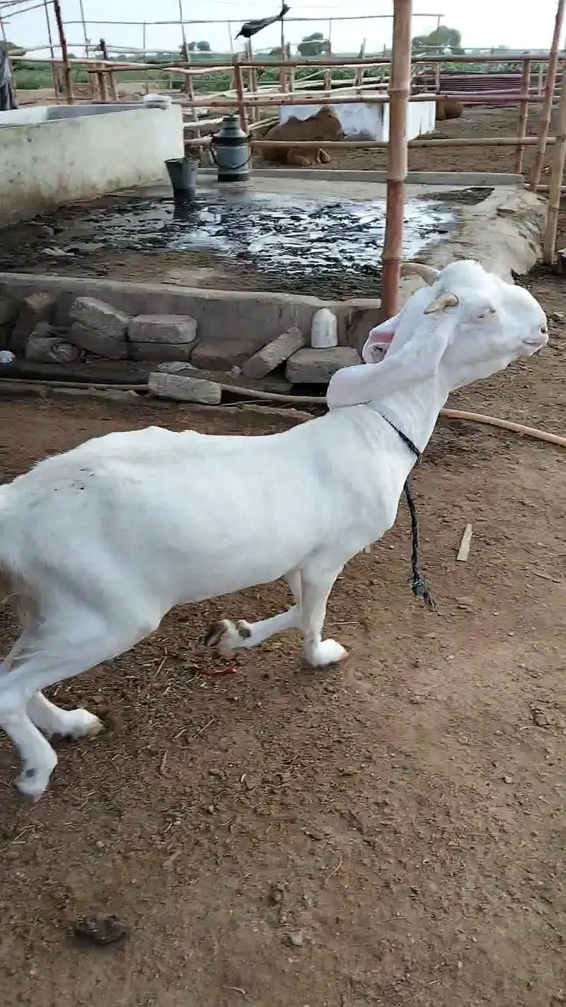 Gulabi bakri — photo 5