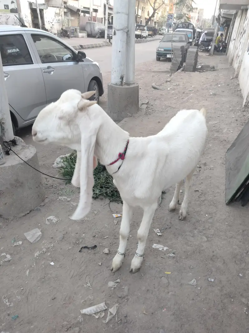 Gulabi bakri — photo 7