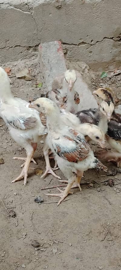 Aseel chiks/pure aseel chiks /Aseel