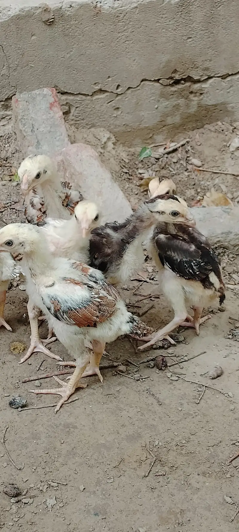 Aseel chiks/pure aseel chiks /Aseel — photo 3