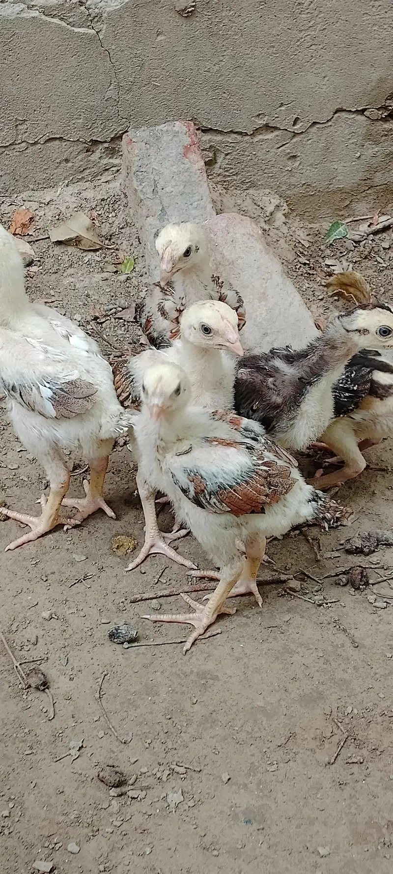 Aseel chiks/pure aseel chiks /Aseel — photo 5