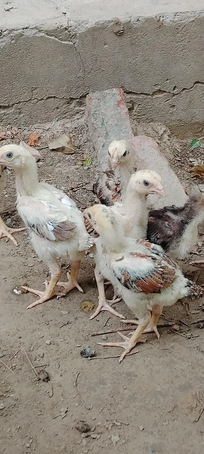 Aseel chiks/pure aseel chiks /Aseel — photo 7