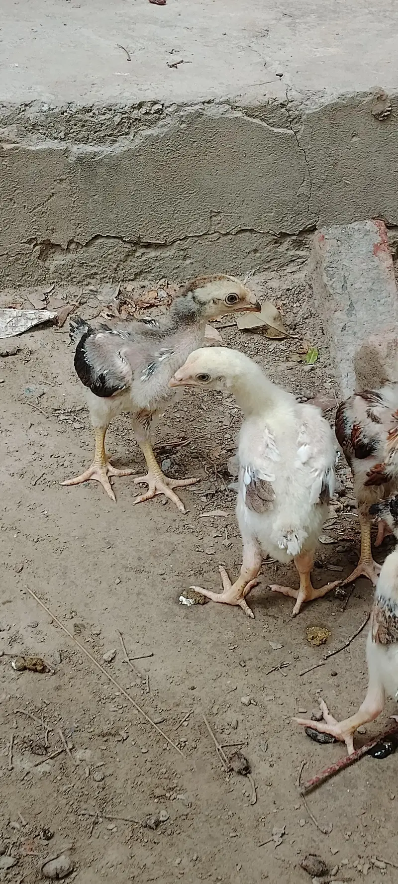 Aseel chiks/pure aseel chiks /Aseel — photo 10