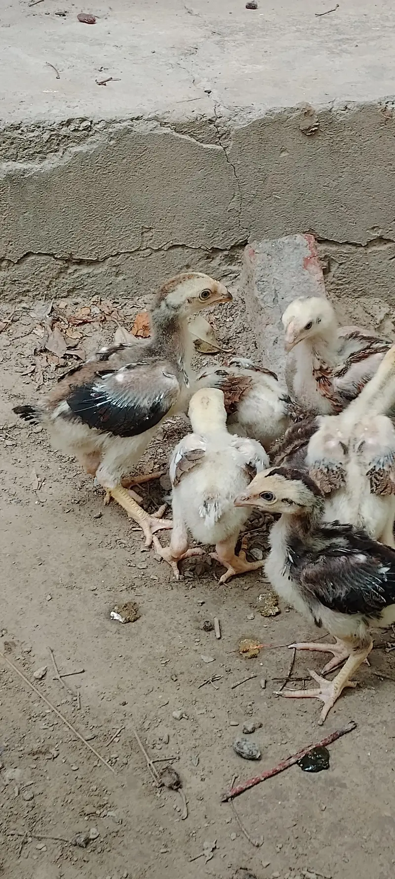 Aseel chiks/pure aseel chiks /Aseel — photo 11