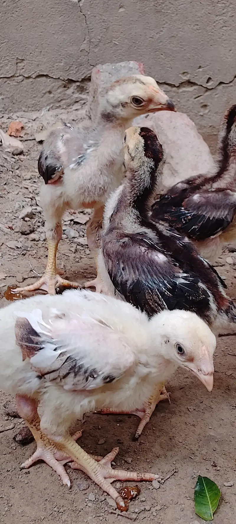 Aseel chiks/pure aseel chiks /Aseel — photo 12