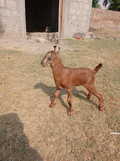 Barbari goat, teaddy bakri, Goat baby