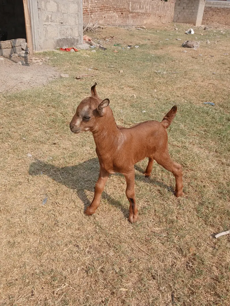 Barbari goat, teaddy bakri, Goat baby — photo 2