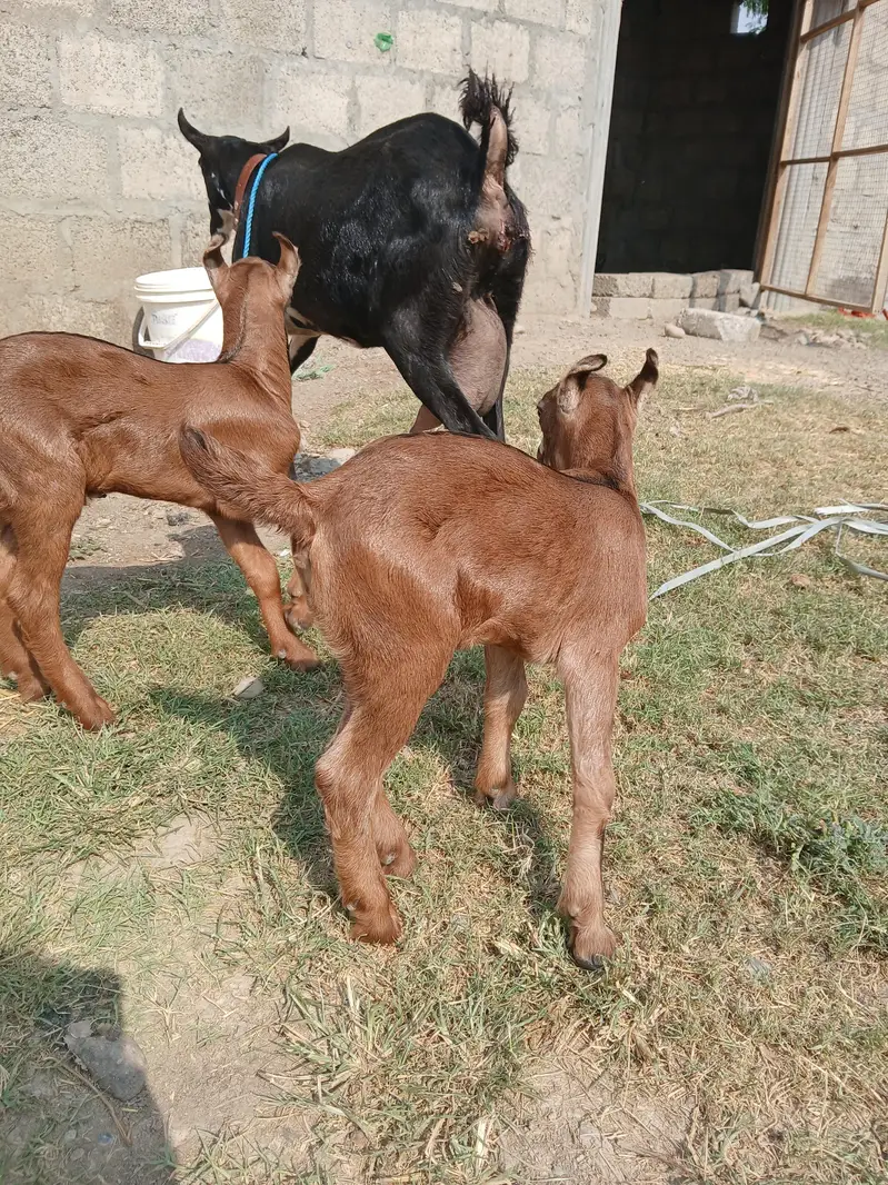 Barbari goat, teaddy bakri, Goat baby — photo 3