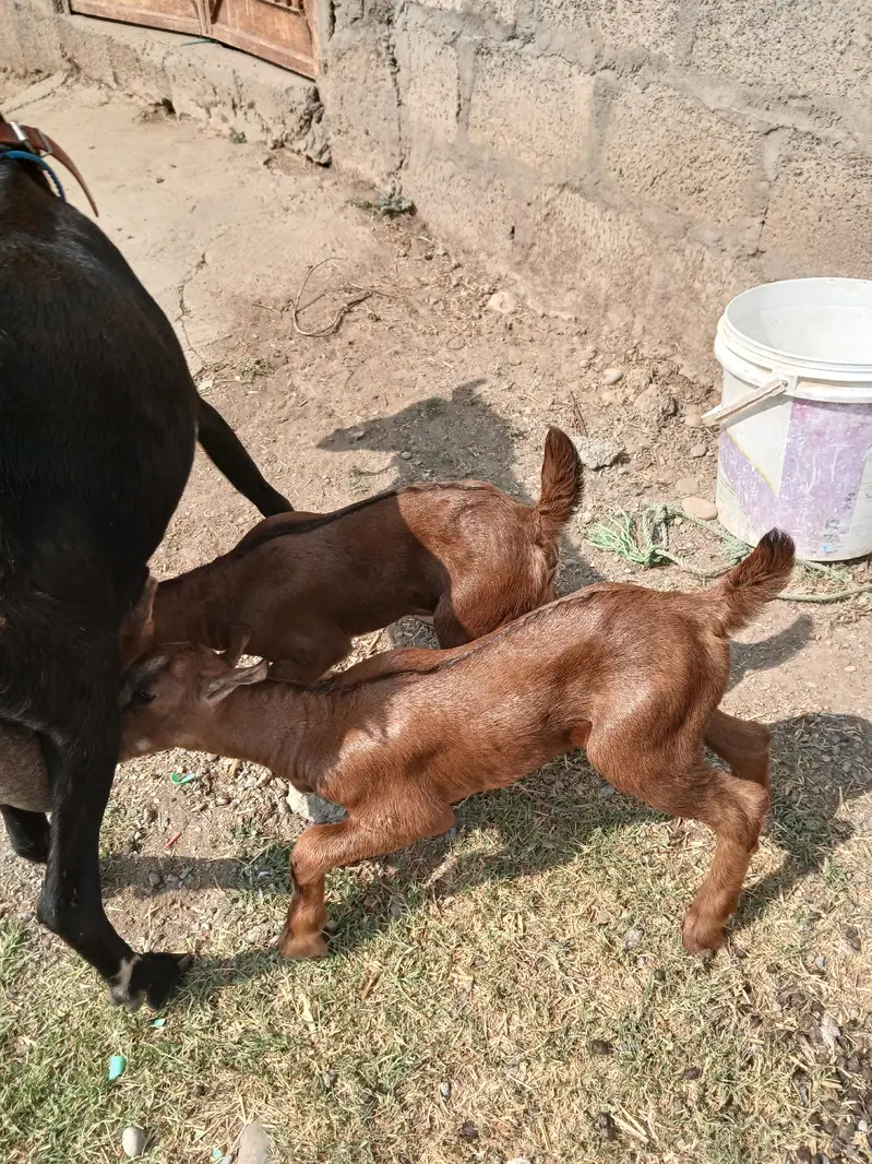Barbari goat, teaddy bakri, Goat baby — photo 4
