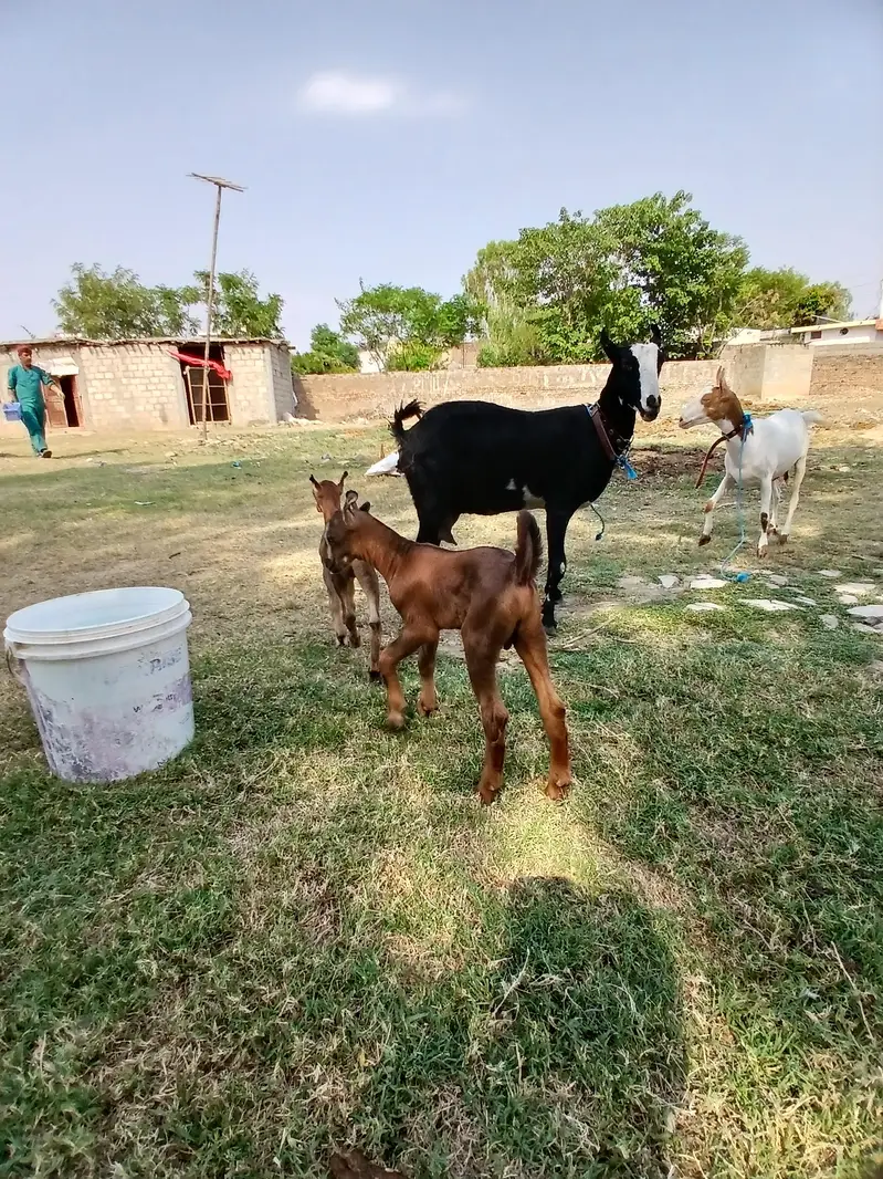 Barbari goat, teaddy bakri, Goat baby — photo 5