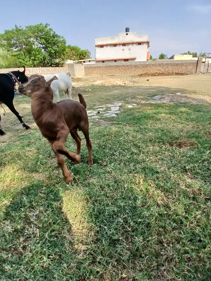 Barbari goat, teaddy bakri, Goat baby — photo 6
