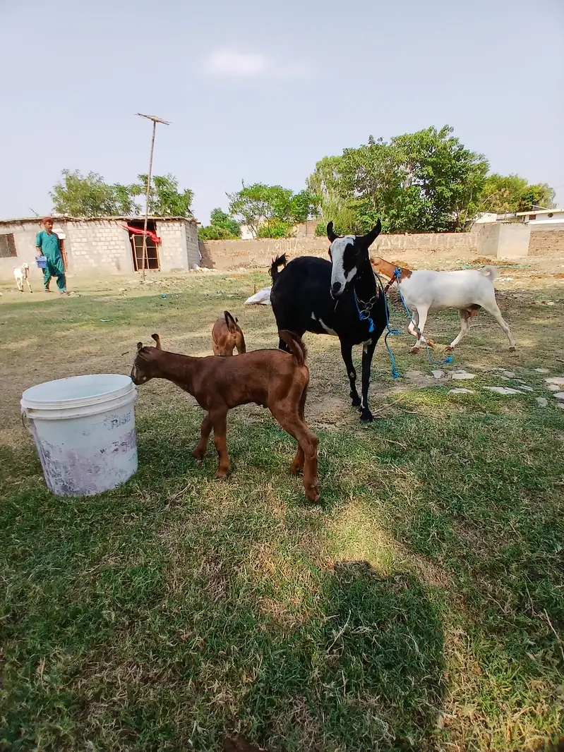Barbari goat, teaddy bakri, Goat baby — photo 7