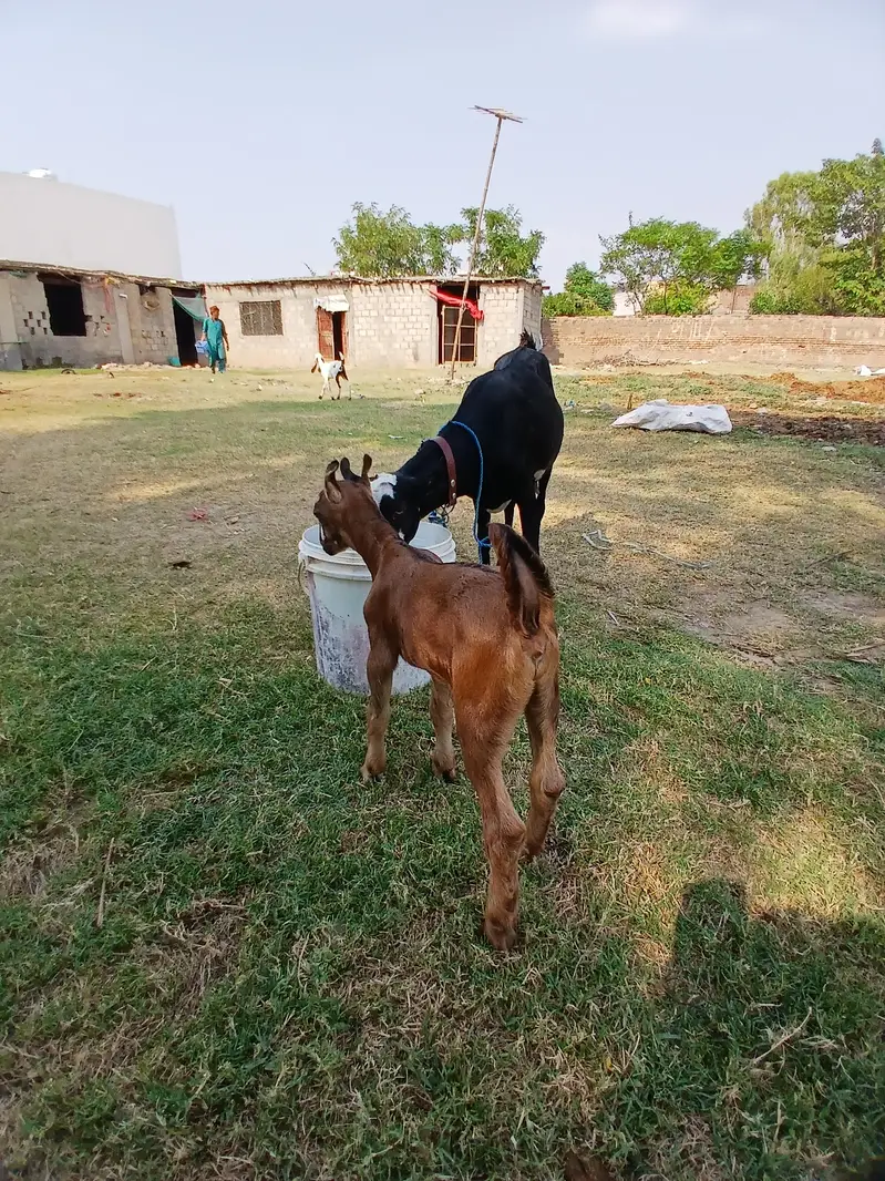 Barbari goat, teaddy bakri, Goat baby — photo 8