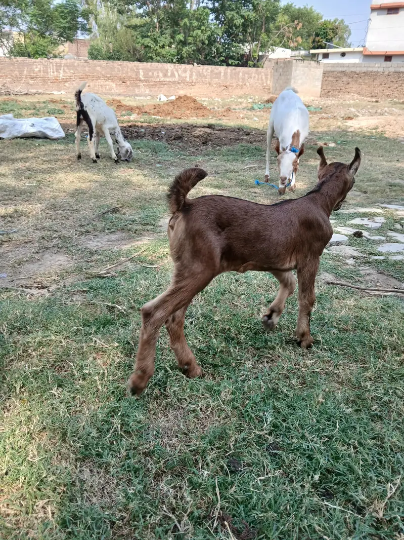 Barbari goat, teaddy bakri, Goat baby — photo 9
