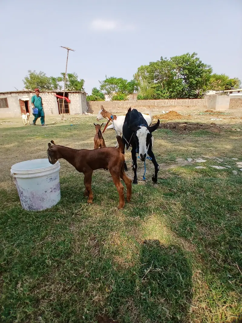 Barbari goat, teaddy bakri, Goat baby — photo 10
