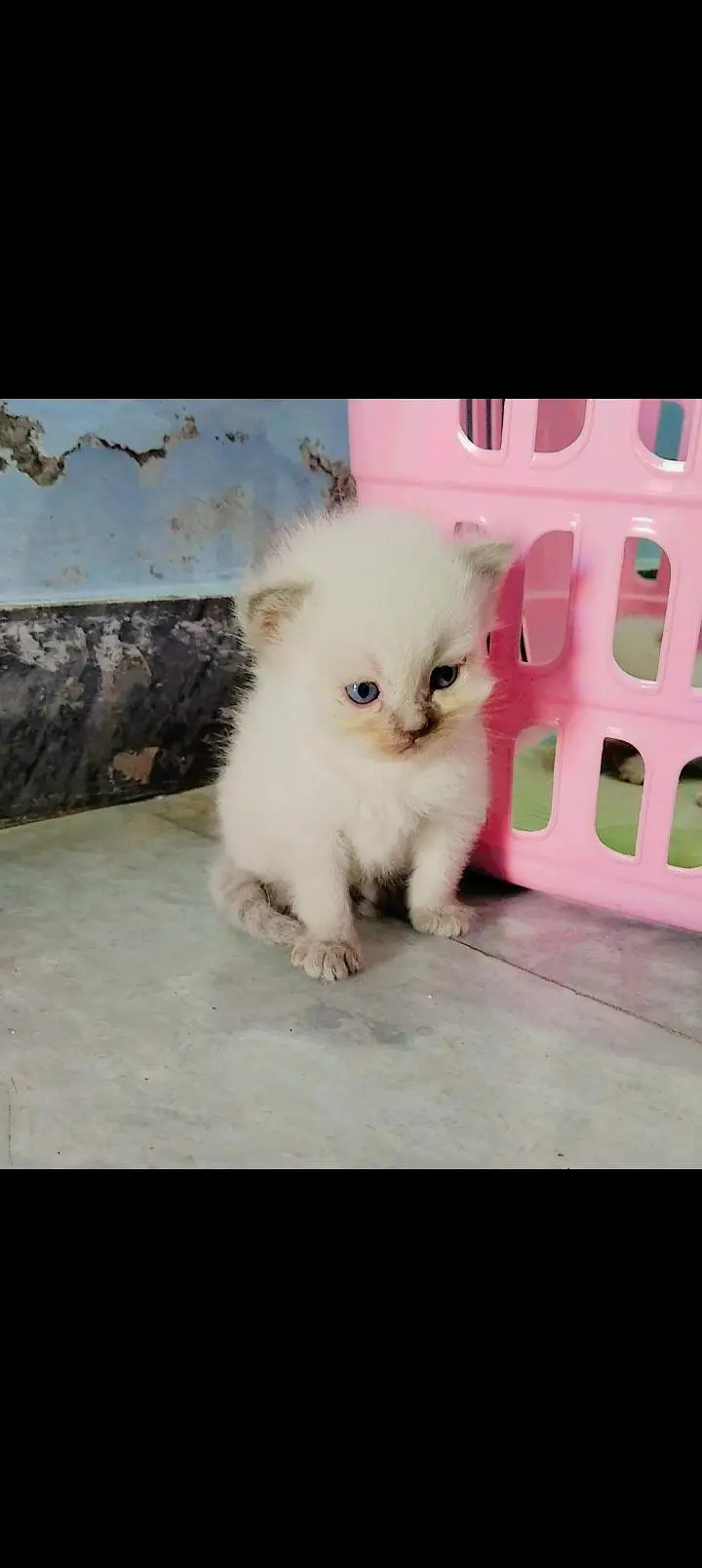 Pure persian triple coated kittens — photo 6