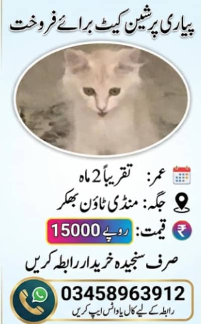lovely Persian Kitten