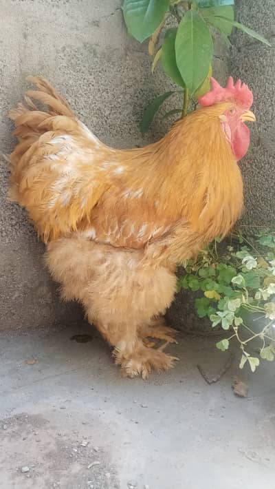 Golden Buff King Size