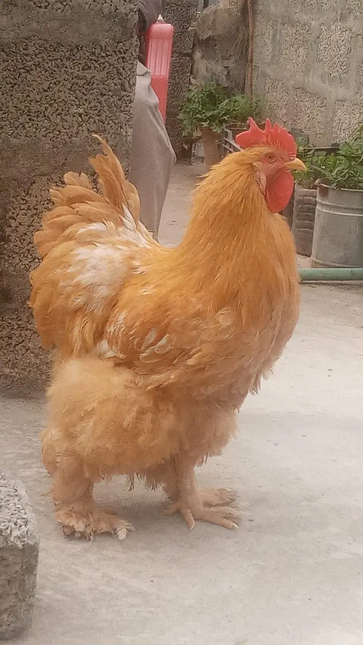 Golden Buff King Size — photo 2