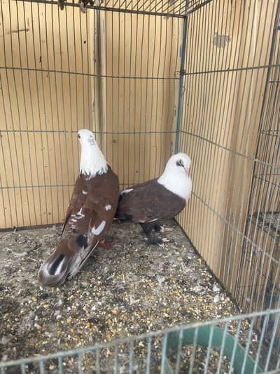Pegion for sale