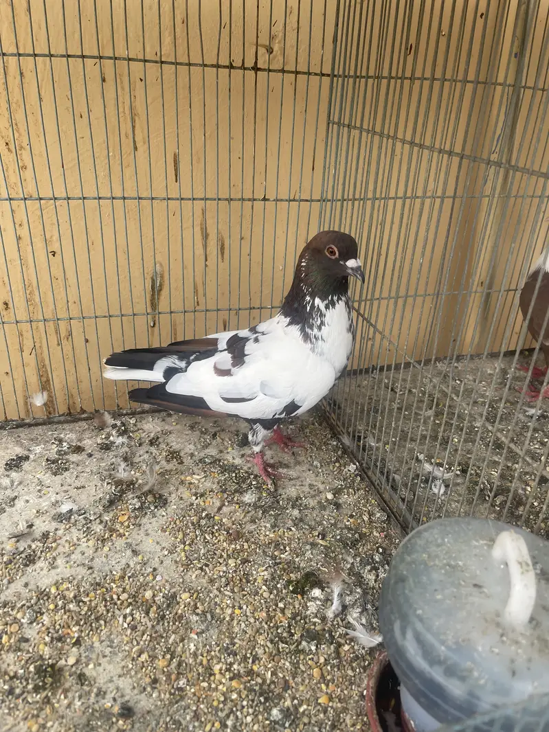 Pegion for sale — photo 2