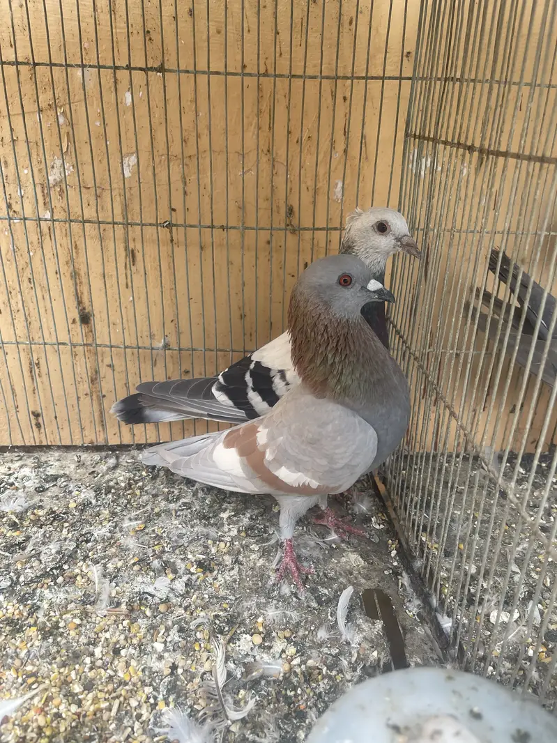 Pegion for sale — photo 3