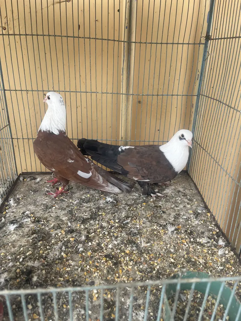 Pegion for sale — photo 4