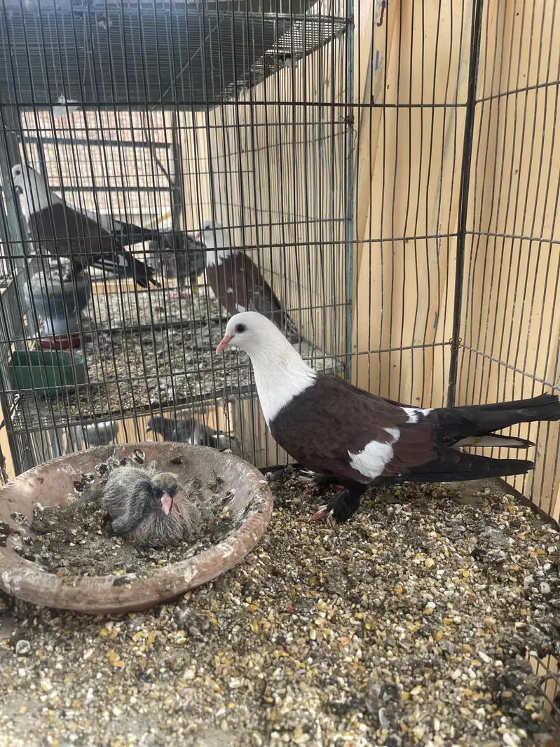 Pegion for sale — photo 5