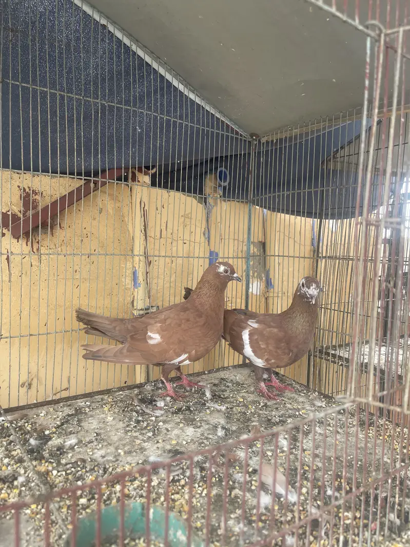 Pegion for sale — photo 6
