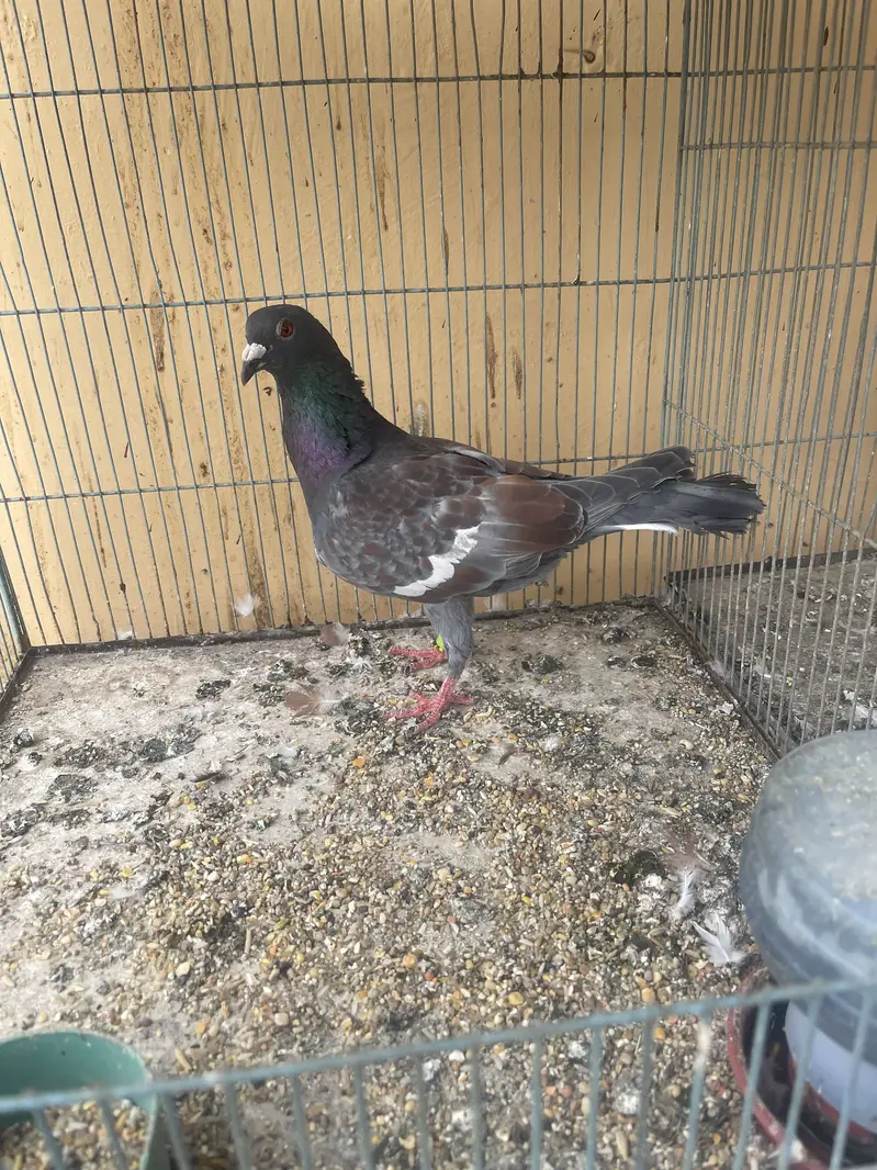 Pegion for sale — photo 7
