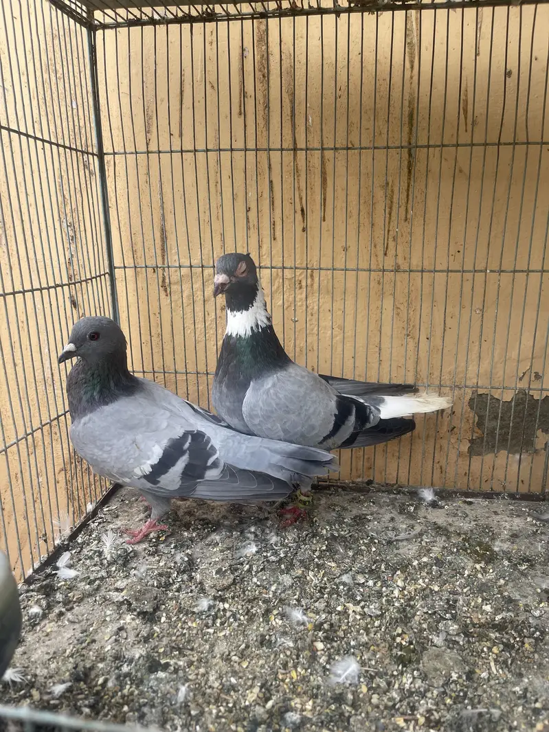 Pegion for sale — photo 8