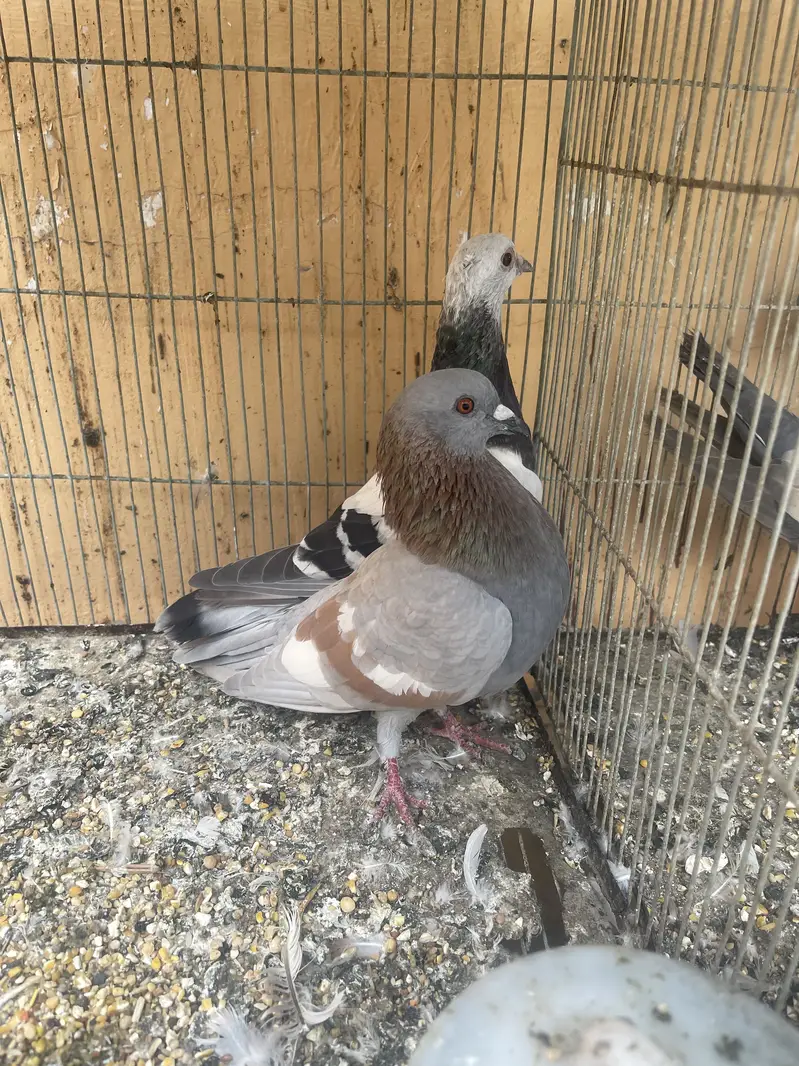 Pegion for sale — photo 9