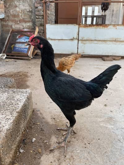 Astralop aseel mix murgi for sale
