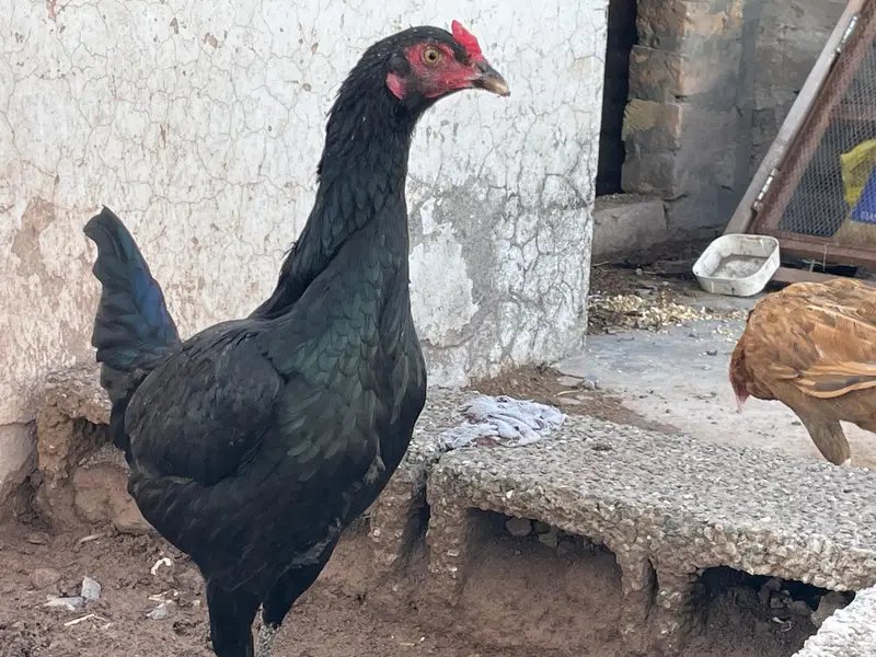Astralop aseel mix murgi for sale — photo 2