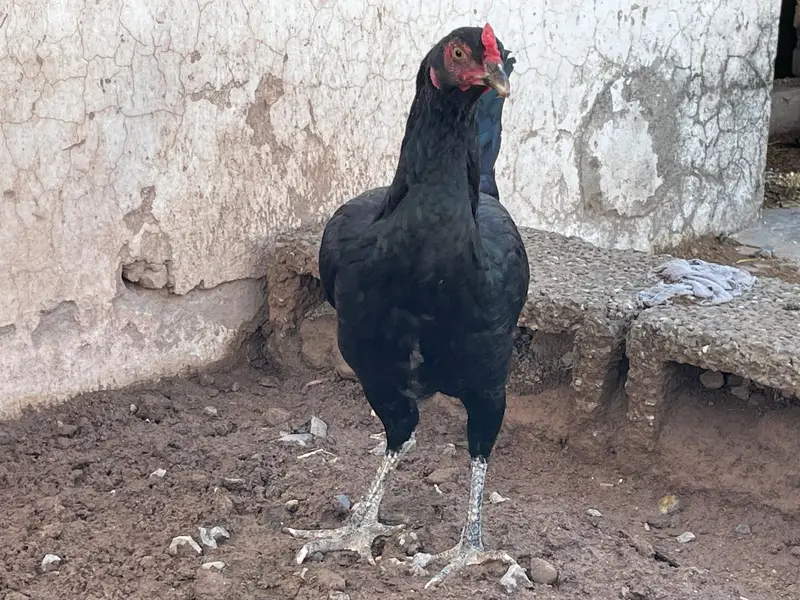 Astralop aseel mix murgi for sale — photo 3