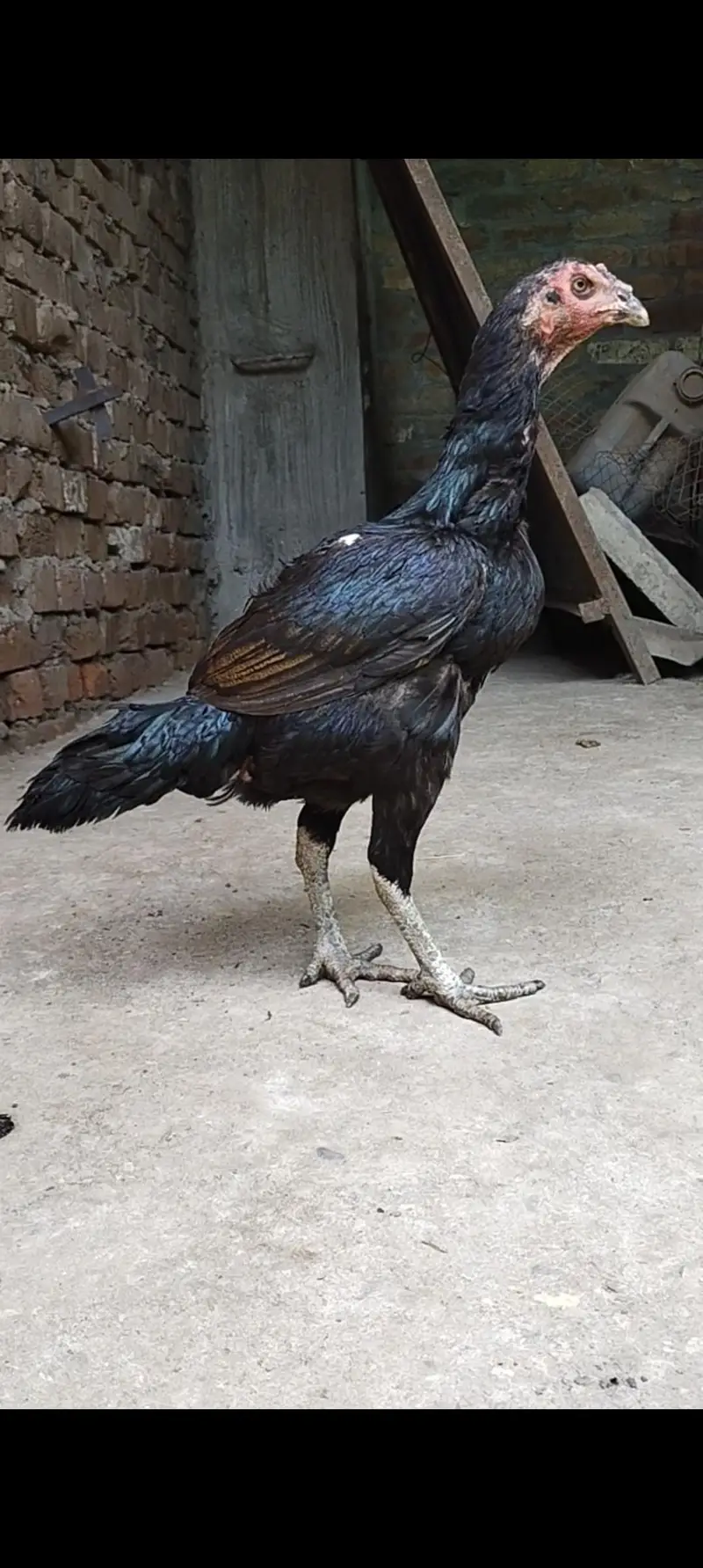 Burmi Pokya Thai Trat Japnes Pakistani Old Blood Lins Har Nasal K Bird — photo 2