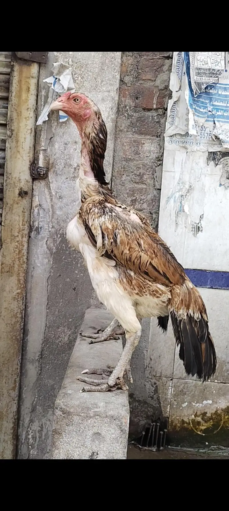 Burmi Pokya Thai Trat Japnes Pakistani Old Blood Lins Har Nasal K Bird — photo 3