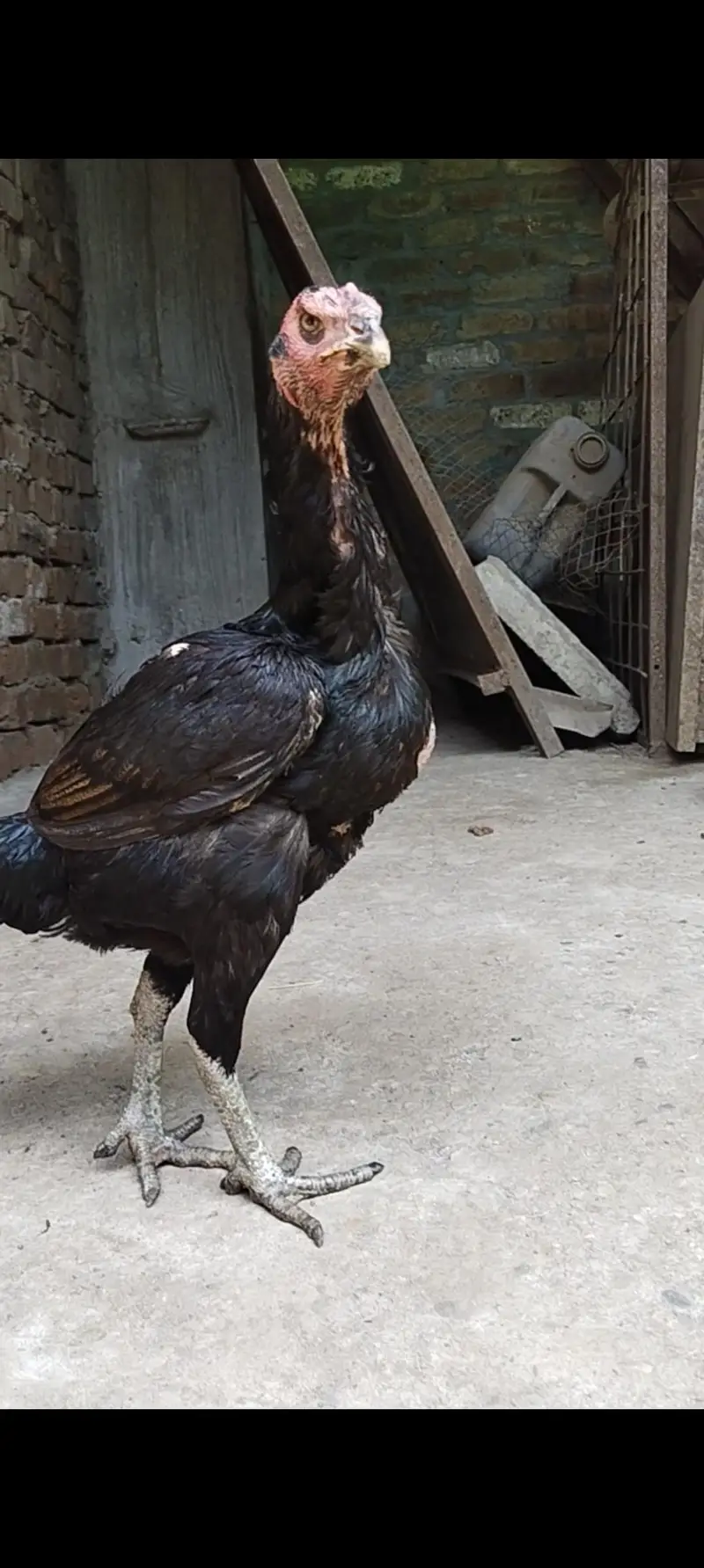 Burmi Pokya Thai Trat Japnes Pakistani Old Blood Lins Har Nasal K Bird — photo 4