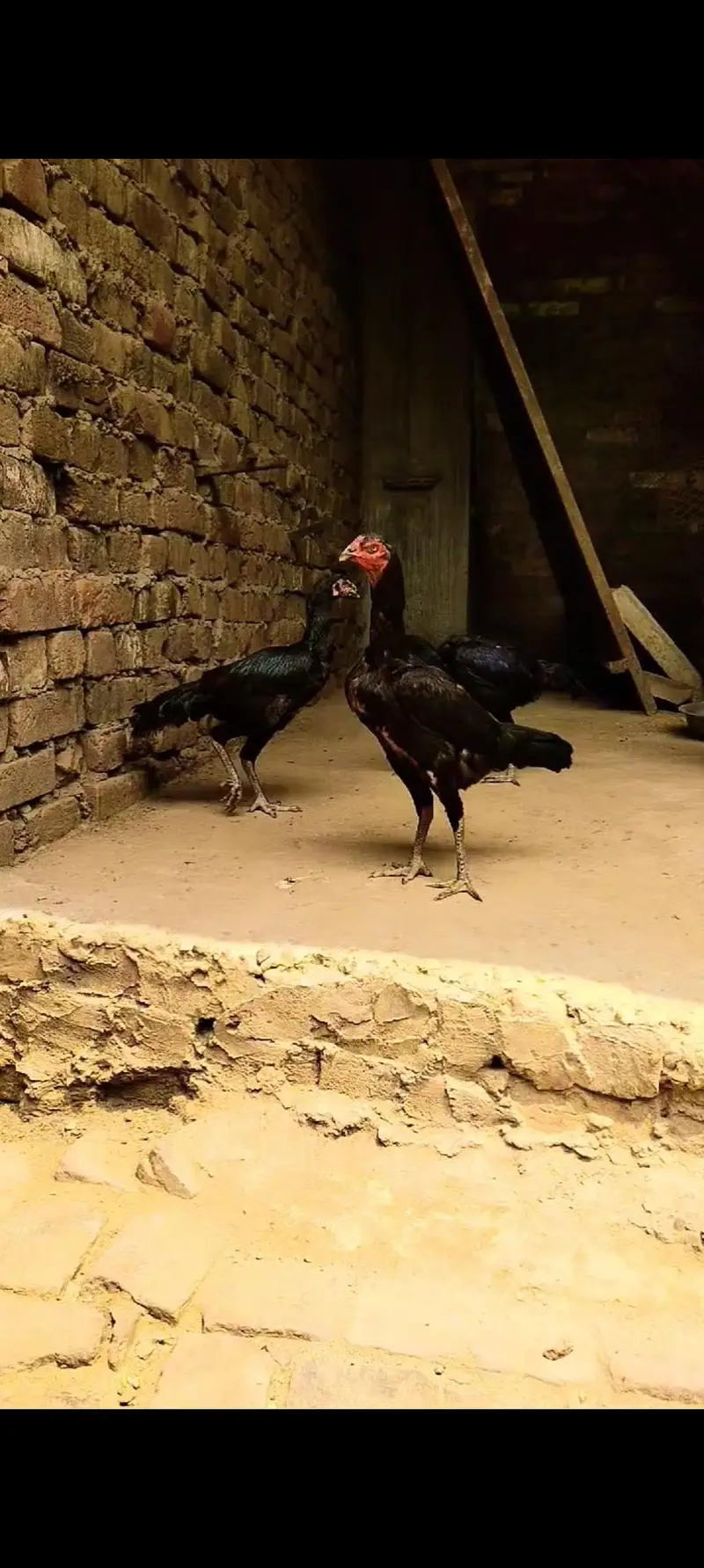 Burmi Pokya Thai Trat Japnes Pakistani Old Blood Lins Har Nasal K Bird — photo 5