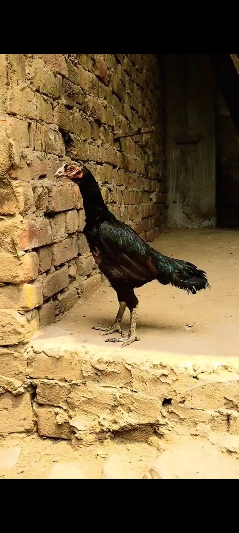 Burmi Pokya Thai Trat Japnes Pakistani Old Blood Lins Har Nasal K Bird — photo 6