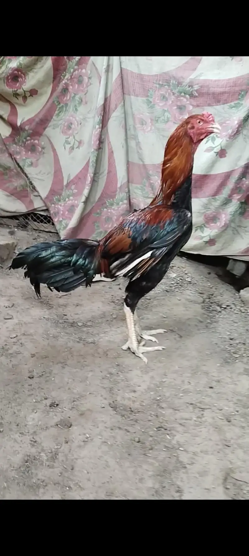 Burmi Pokya Thai Trat Japnes Pakistani Old Blood Lins Har Nasal K Bird — photo 7
