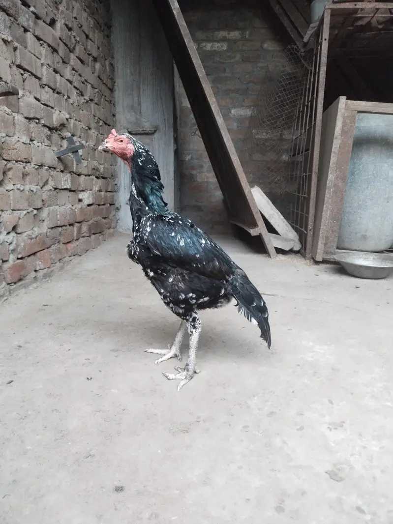 Burmi Pokya Thai Trat Japnes Pakistani Old Blood Lins Har Nasal K Bird — photo 8