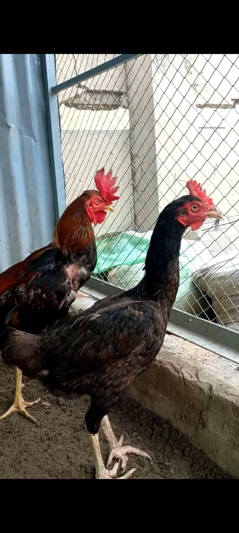 Burmi Pokya Thai Trat Japnes Pakistani Old Blood Lins Har Nasal K Bird — photo 9